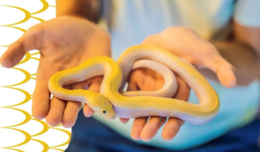 Hands holding a yellow and white snake